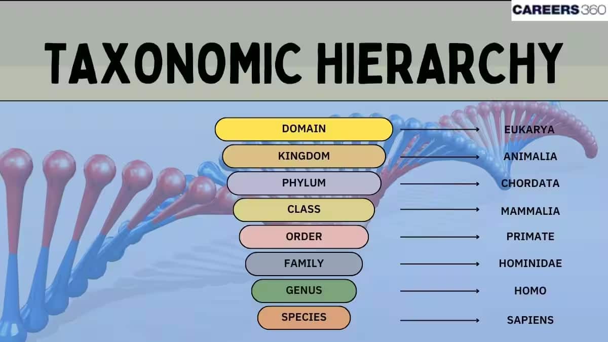 taxonomic hierarchy