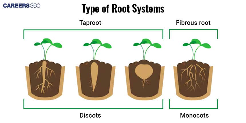 types of root system