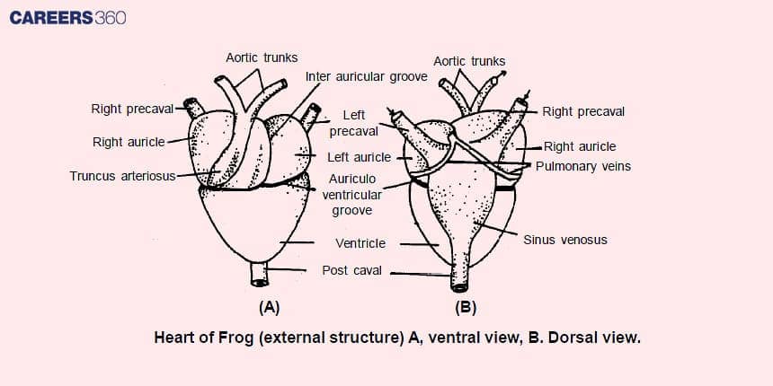 circulatory system of frog