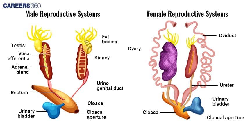 reproductive system of frog