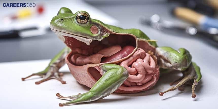 digestive system of frog