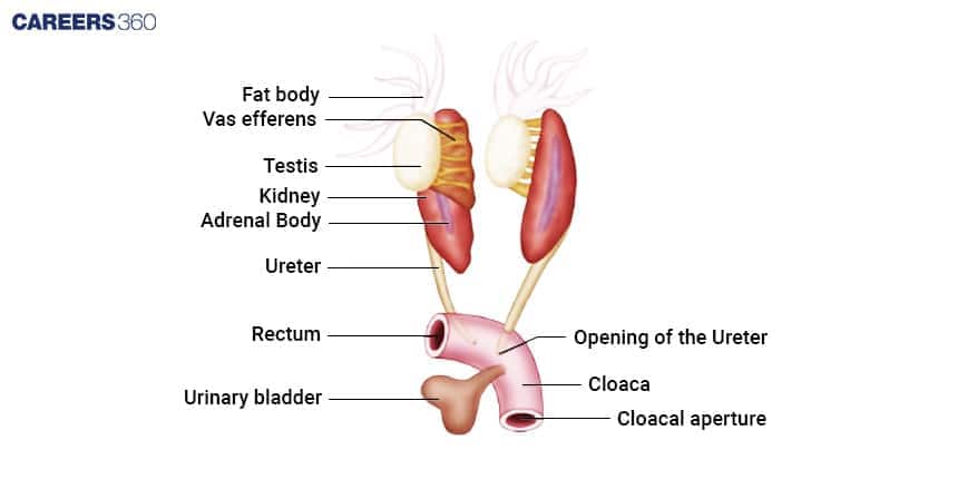 excretory system of frog