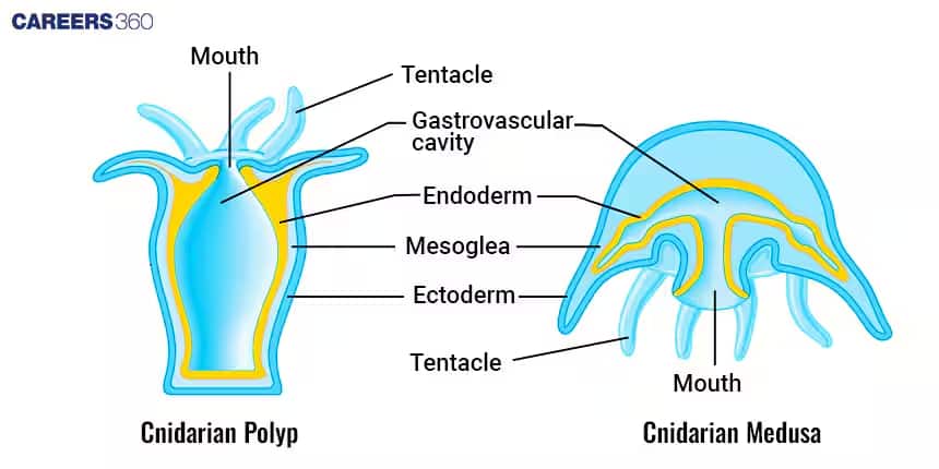 Coelenterata 