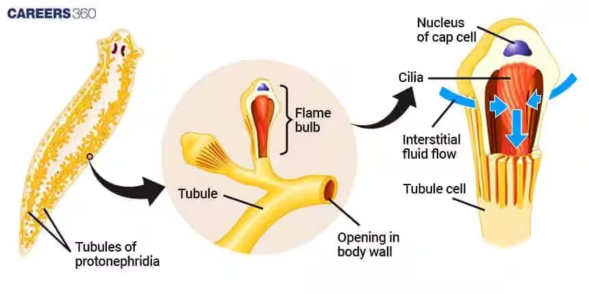 Platyhelminthes