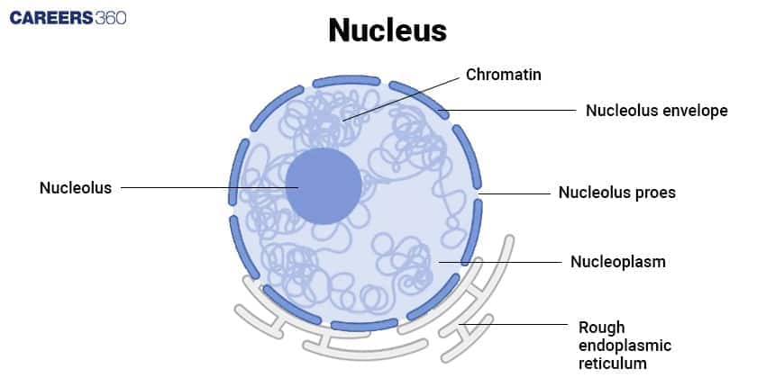 nucleus
