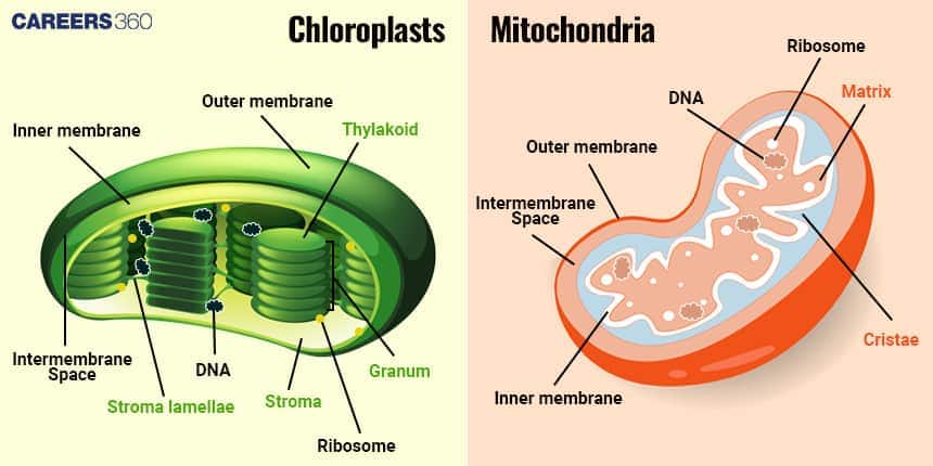 mitochondria