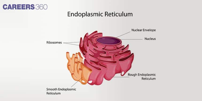 endoplamsic reticulum
