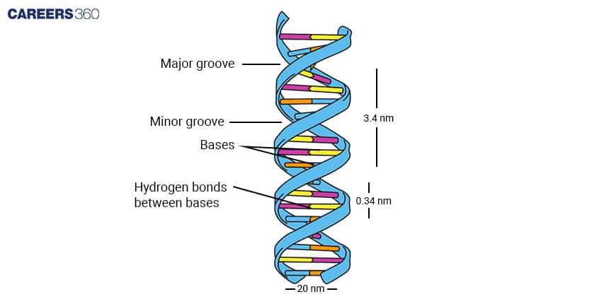 DNA