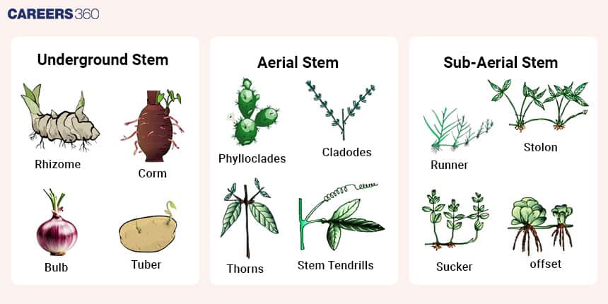 Modifications of Stem