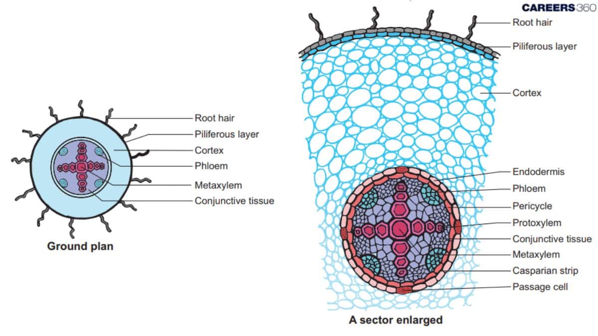 Dicotyledonous Root