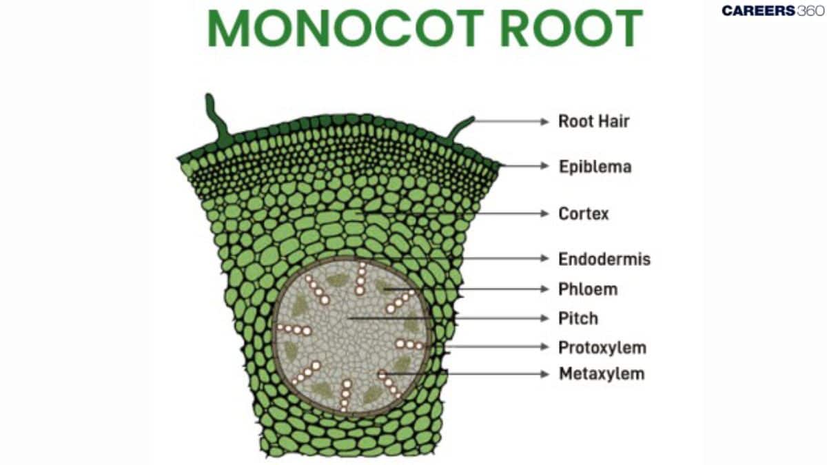 Monocot root