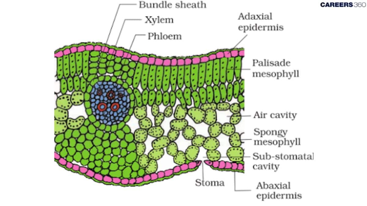 dorsivental leaf