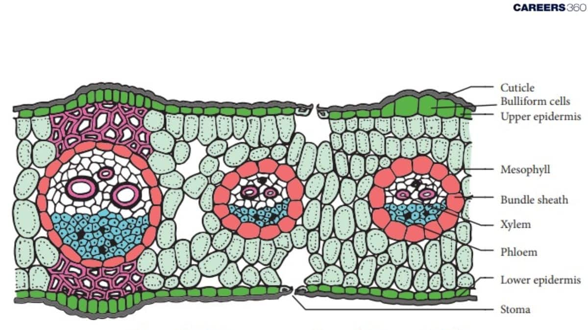 Monocot or Isobilateral Leaf