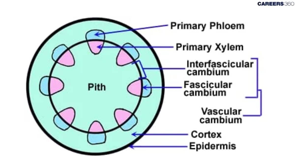 Vascular Cambium