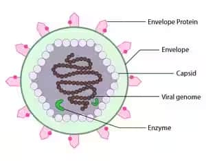 Viroid
