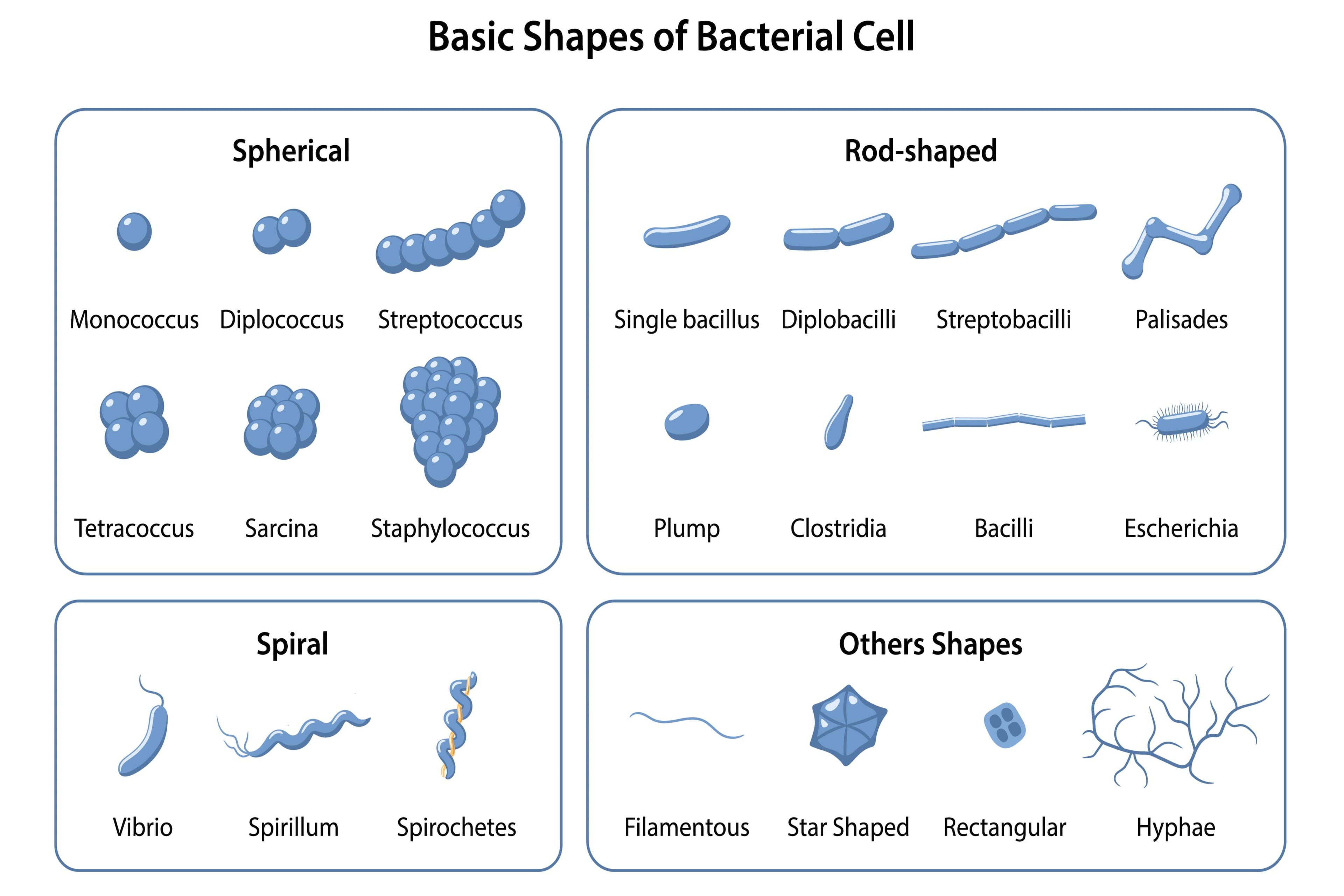 Bacteria shapes