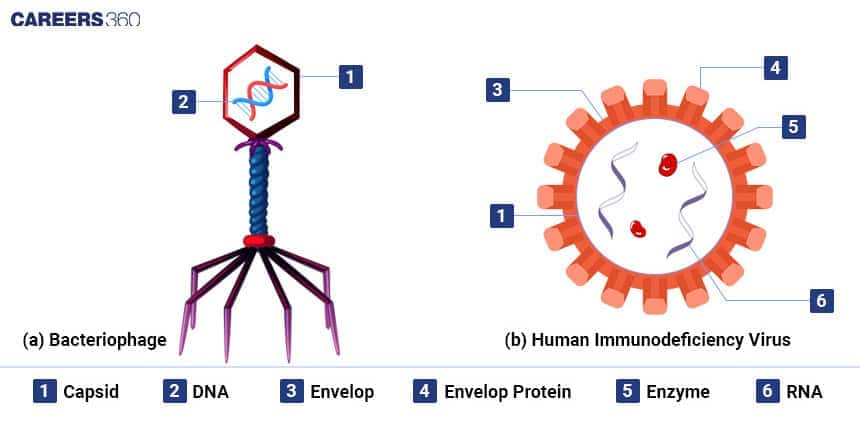 Virus Structure