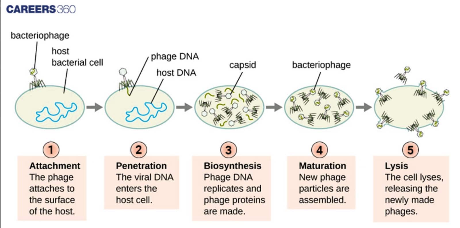 Lytic cycle