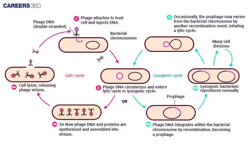 Lytic and Lysogenic cycle