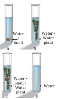 four test tubes