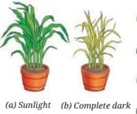 plants