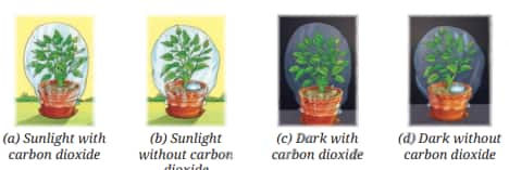 photosynthesis