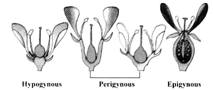  three kinds of floral member arrangements