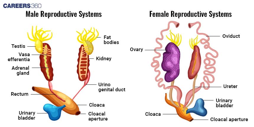 reproductive system of frog