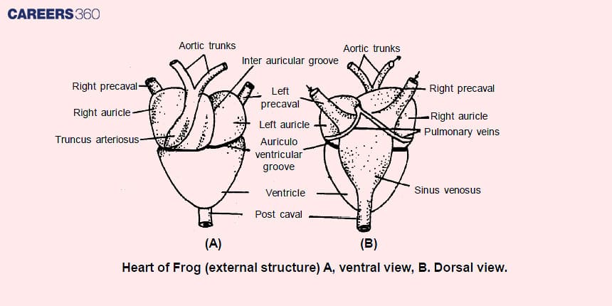circulatory system of frog