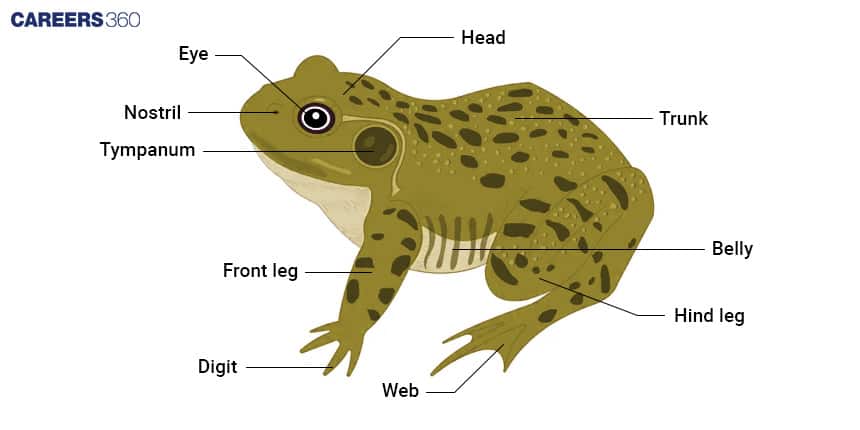 morphology of frog