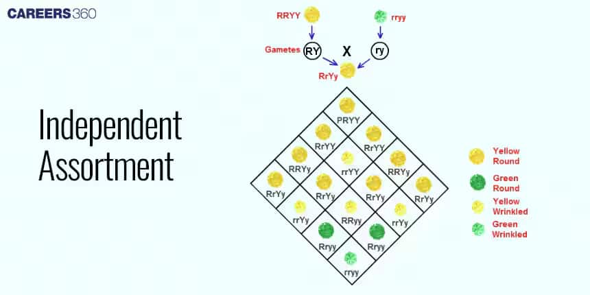 Law of Independent Assortment