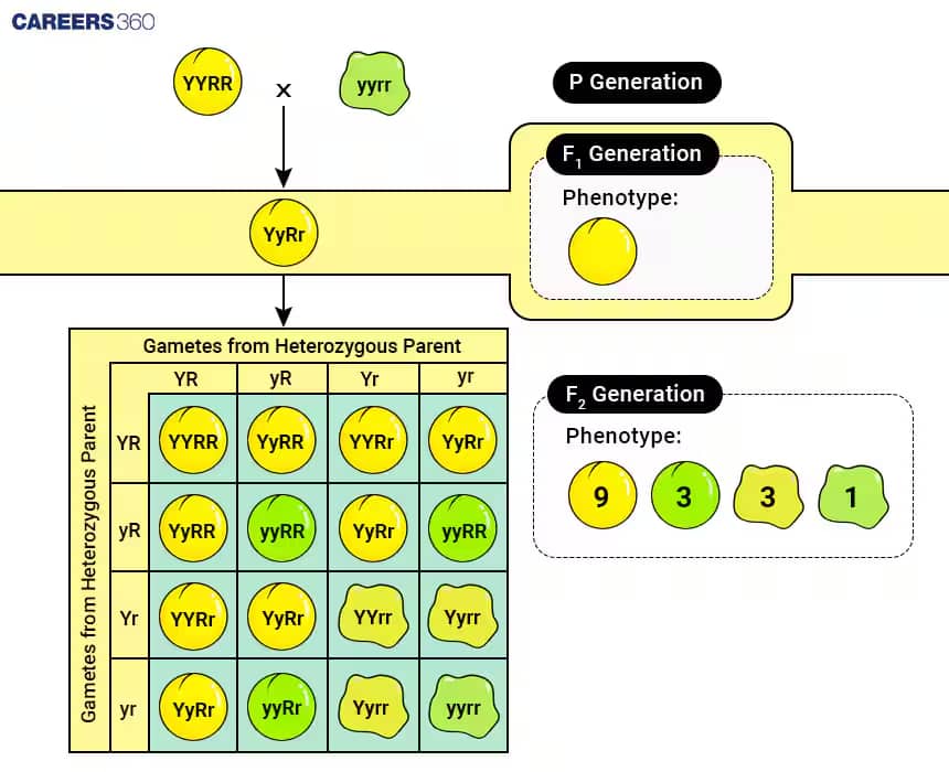 Dihybrid Cross