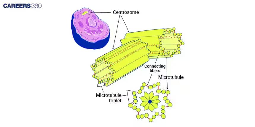centrosome