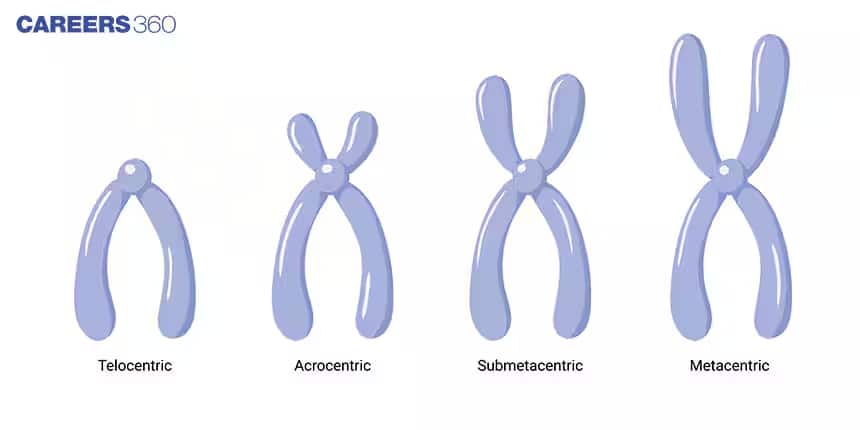 centromere