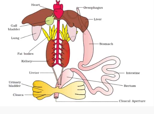 digestive system of frog