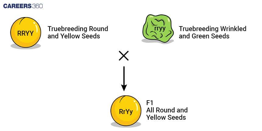 Law of Independent Assortment