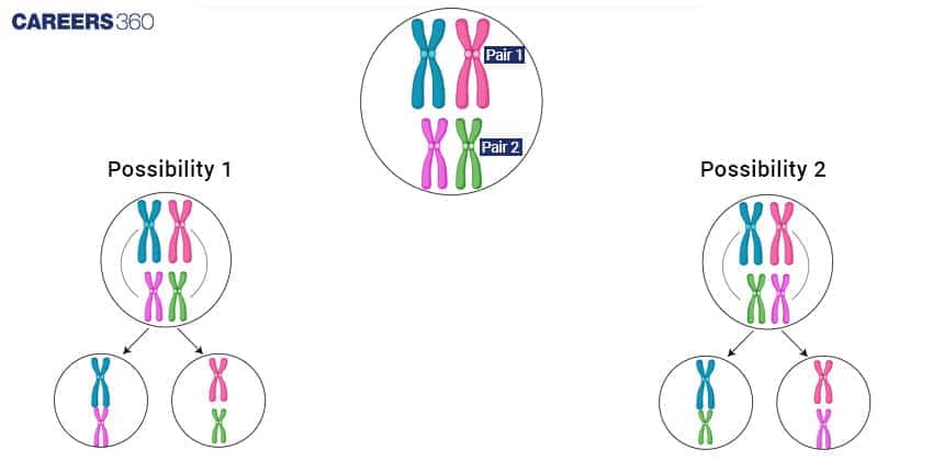chromosomal theory of inheritance diagram