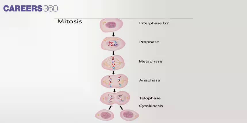 MITOSIS 