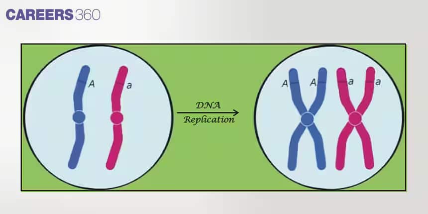 DNA REPLICATION