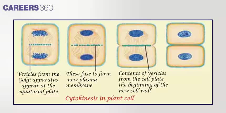 CYTOKINESIS 