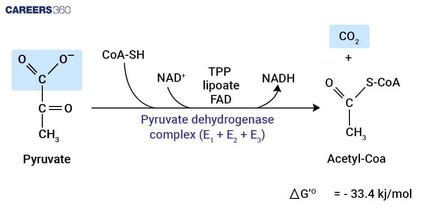 PYRUVATE TO ACETYL CO-A