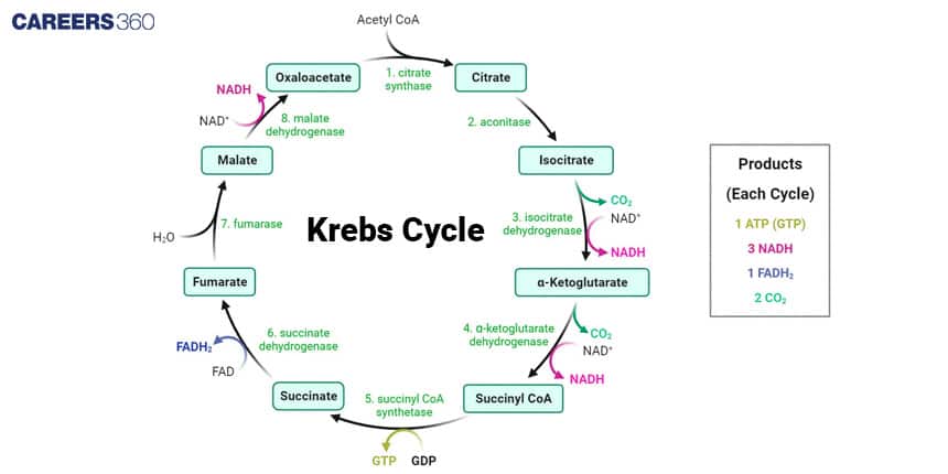 KREBS CYCLE