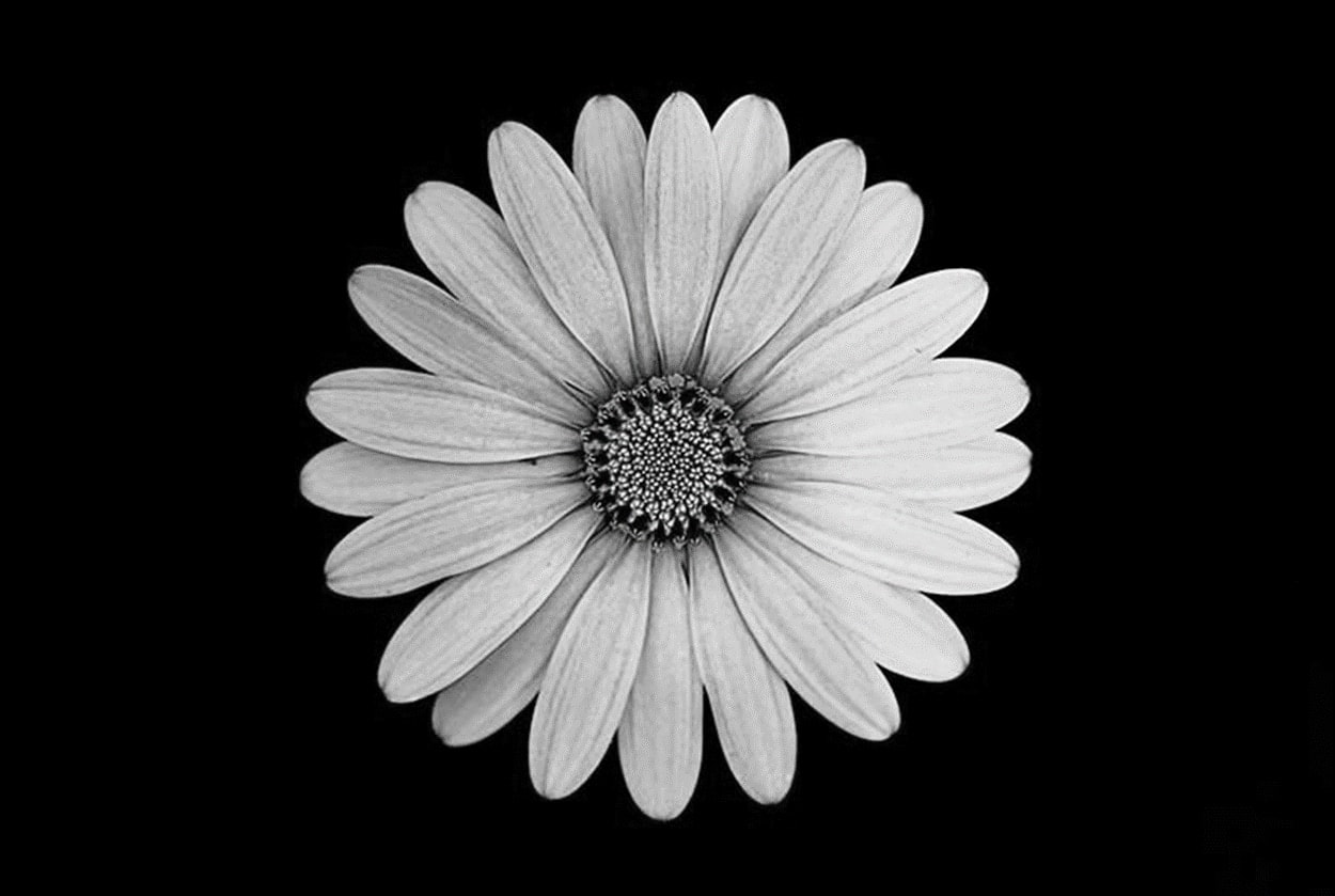 flower in full bloom, 