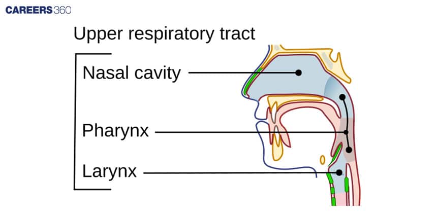 upper respiratory tract