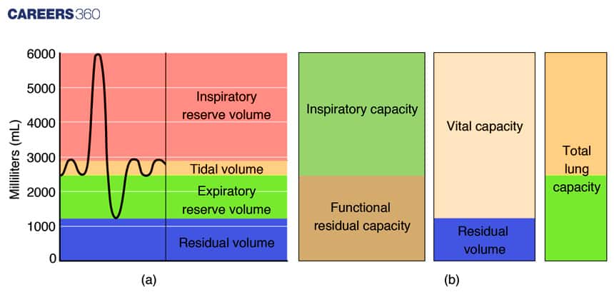 respiratory volumes and capacities