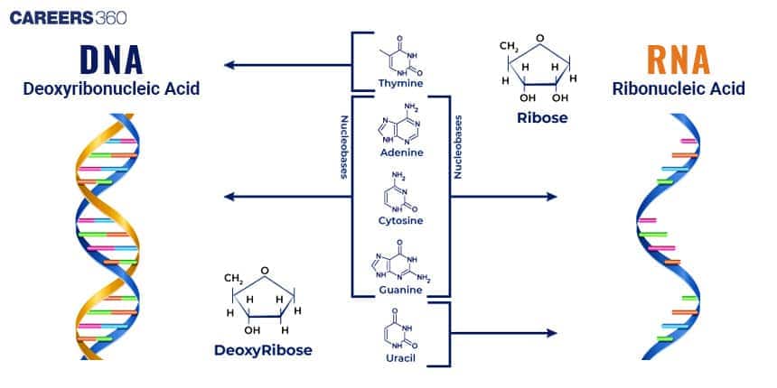 DNA vs RNA Structure