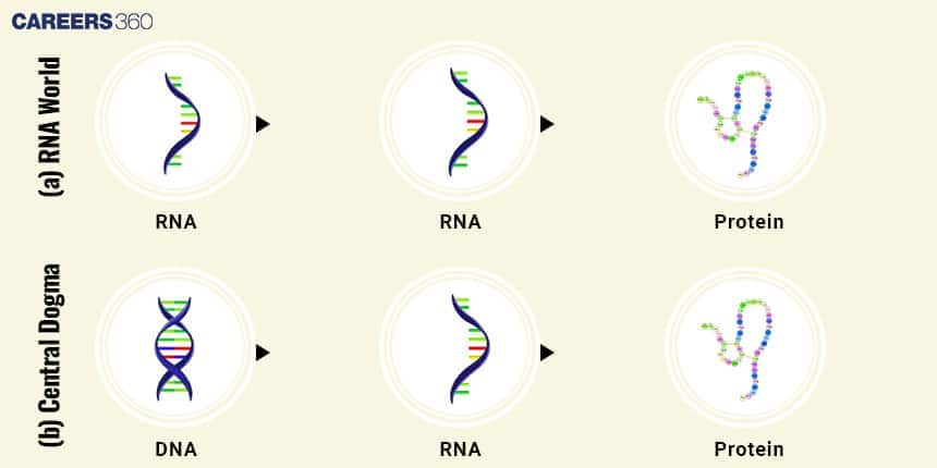 RNA and Central Dogma