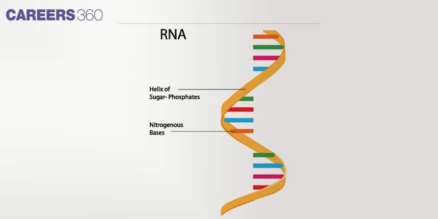 RNA Structure