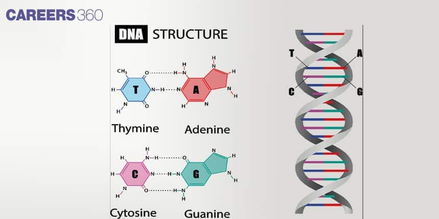 DNA Structure