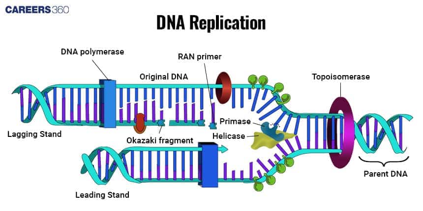 DNA Replication